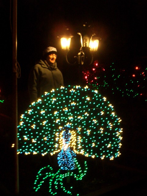 Dec 2006 Peacock House lights 7 Peacock close up with Kathi.jpg