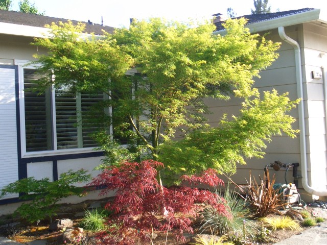29 Apr 07 Yard in Spring 06 Front Maple Seriyu.jpg