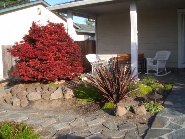 29 Apr 07 Yard in Spring 07 Front Maple Shaina.jpg