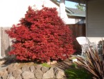 29 Apr 07 Yard in Spring 08 Front Maple Shaina.jpg