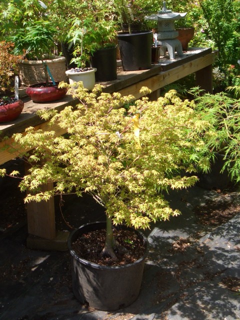 2005 July Wildwood Japanese Maples 04 beautiful dwarf Murasaki Kiyohime.jpg