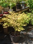 2005 July Wildwood Japanese Maples 04 beautiful dwarf Murasaki Kiyohime.jpg