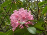 07 May-Jun 002 Tacoma Pt Defiance Rhododendron Garden.JPG