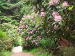 07 May-Jun 003 Tacoma Pt Defiance Rhododendron Garden.JPG
