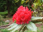 07 May-Jun 004 Tacoma Pt Defiance Rhododendron Garden.JPG