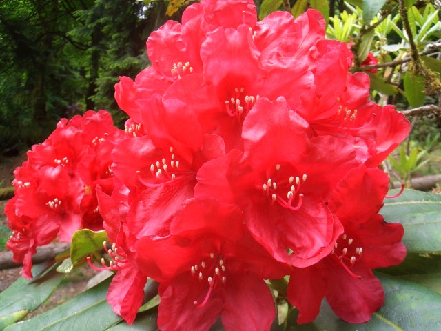07 May-Jun 005 Tacoma Pt Defiance Rhododendron Garden.JPG