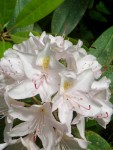 07 May-Jun 006 Tacoma Pt Defiance Rhododendron Garden.JPG