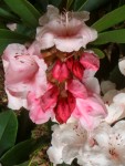 07 May-Jun 007 Tacoma Pt Defiance Rhododendron Garden.JPG