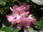 07 May-Jun 008 Tacoma Pt Defiance Rhododendron Garden.JPG