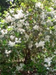 07 May-Jun 009 Tacoma Pt Defiance Rhododendron Garden.JPG