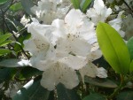 07 May-Jun 010 Tacoma Pt Defiance Rhododendron Garden.JPG