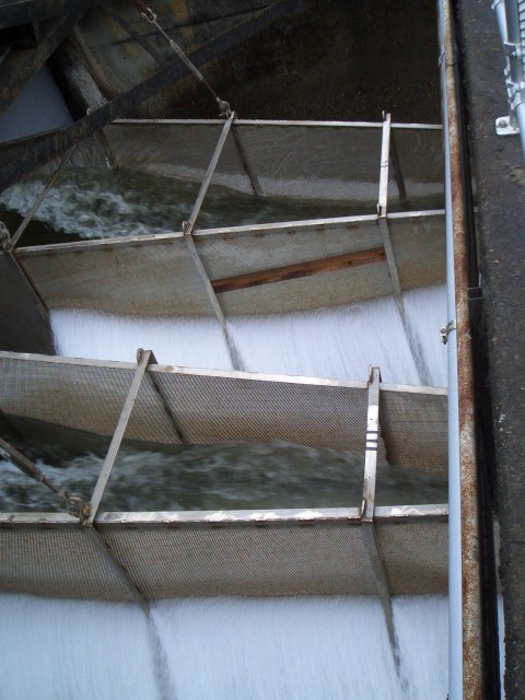 07 May-Jun 088 Seattle Hiram Chittenden Locks smolt slides.JPG