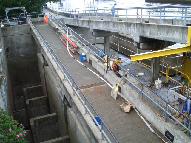 07 May-Jun 092 Seattle Hiram Chittenden Locks fish ladder closed for cleaning.JPG