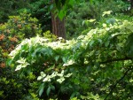 07 May-Jun 150 Seattle Japanese Garden dogwood.JPG