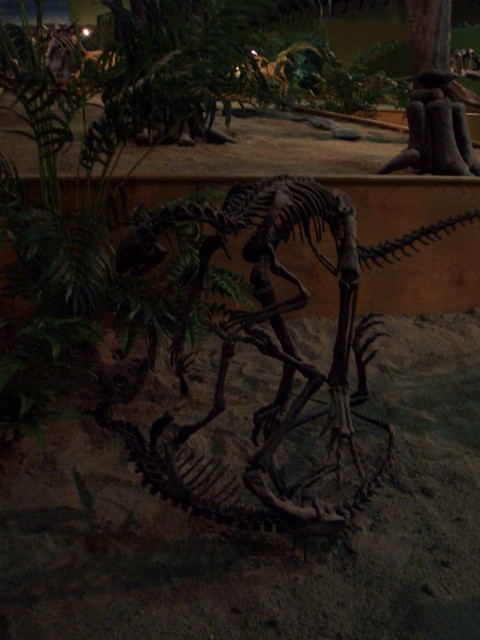 Oct 2007 Cody 2-11 Wyoming Dinosaur Center.jpg