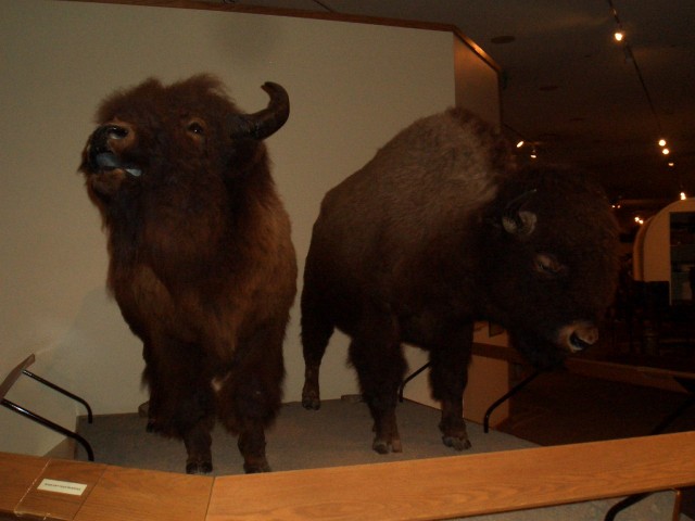 Oct 2007 Cody 3-09 BBHC Draper Museum.jpg