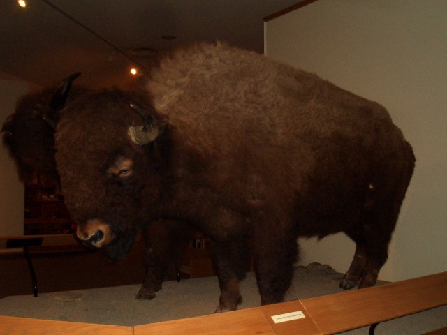 Oct 2007 Cody 3-10 BBHC Draper Museum.jpg