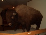 Oct 2007 Cody 3-10 BBHC Draper Museum.jpg