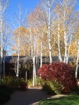 Oct 2007 Cody 3-16 BBHC Cashman Greever Garden.jpg