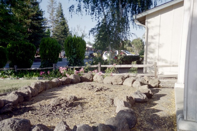 03-jul japanese maple bed2 start1.JPG