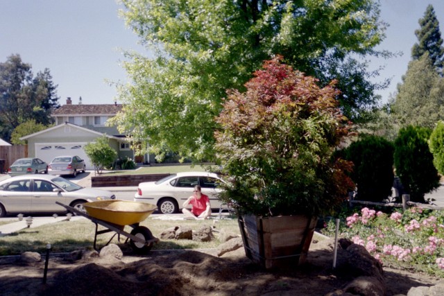 03-jul japanese maple bed3 in progress.JPG