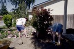 03-jul japanese maple bed4 in progress1.JPG