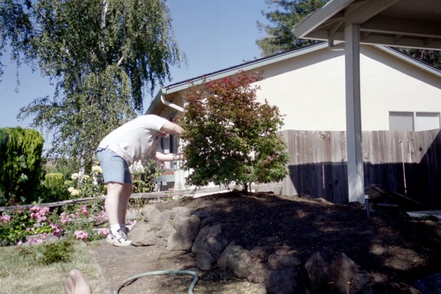 03-jul japanese maple bed6 pruning.JPG