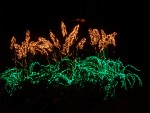 Highlight for Album: Garden d' Lights