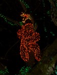 Dec 2007 Garden d'Lights 012.jpg