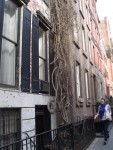 NYC Apr 07 sites vine.JPG