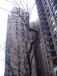 NYC Apr 08 sites tree.JPG