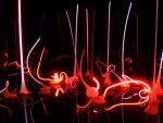 Highlight for Album: 21-Aug Chihuly & Japanese Tea Garden
