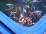 08-Oct Livermore 01 Nursery Fish.JPG
