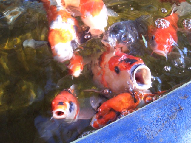 08-Oct Livermore 02 Nursery Fish.JPG