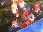 08-Oct Livermore 02 Nursery Fish.JPG