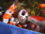 08-Oct Livermore 03 Nursery Fish.JPG