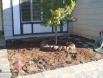 2005 Sep 6 yard update front - removed azaleas.jpg