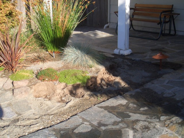 2005 Sep 6 yard update front - removed moss rocks next to flagtones.jpg