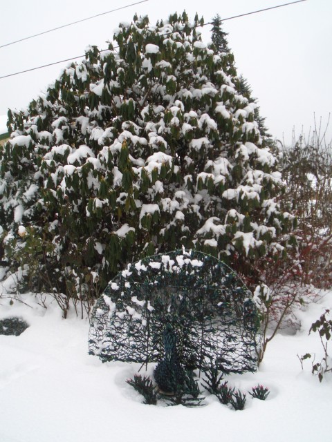 2008 19-Dec 02 Bellevue parents front yard peacock light.jpg