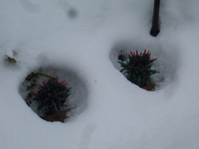 2008 19-Dec 04 Bellevue parents front yard lights melt snow.jpg