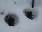 2008 19-Dec 04 Bellevue parents front yard lights melt snow.jpg