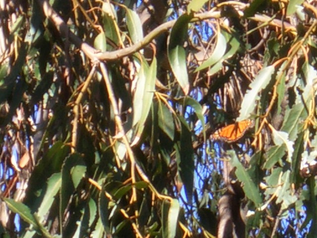 09-Jan-31 Fremont 01 Ardenwood Farm Monarch Butterfly.JPG