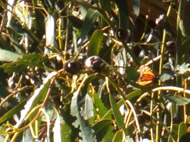 09-Jan-31 Fremont 02 Ardenwood Farm Monarch Butterfly.JPG