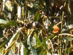 09-Jan-31 Fremont 02 Ardenwood Farm Monarch Butterfly.JPG