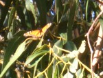 09-Jan-31 Fremont 03 Ardenwood Farm Monarch Butterfly.JPG