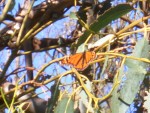 09-Jan-31 Fremont 04 Ardenwood Farm Monarch Butterfly.JPG