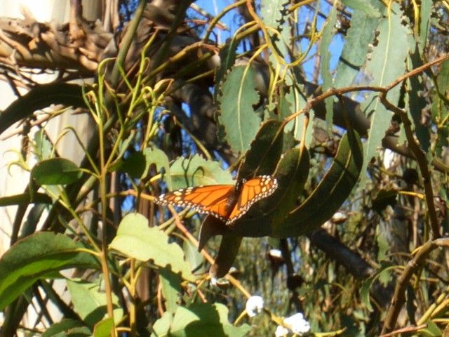 09-Jan-31 Fremont 05 Ardenwood Farm Monarch Butterfly.JPG