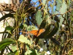 09-Jan-31 Fremont 05 Ardenwood Farm Monarch Butterfly.JPG