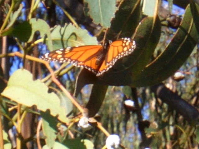 09-Jan-31 Fremont 06 Ardenwood Farm Monarch Butterfly.JPG