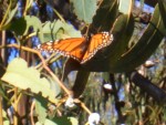 09-Jan-31 Fremont 06 Ardenwood Farm Monarch Butterfly.JPG